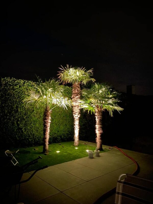 Palmbomen met sfeerverlichting | All-In Hoveniers